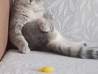SAHİBİNDEN ÜCRETSİZ KEDİMİZ