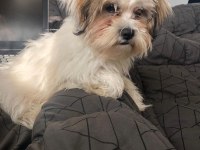 Muhteşem kaliteli maltese terrier yavrularımız