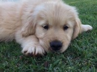 Baby Face Golden Retriever Yavrularımız