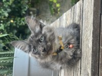 İki buçuk aylık maine coon yavruları