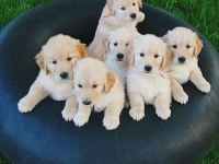 Golden Retriever Yavrular İstenirse Kapınıza Teslim