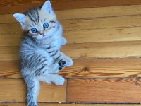 Scottish fold yavrular sahibinden sahiplendirilecek