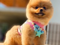 POMERANİAN BEBEKLER (TEDDY BEAR SPİTZ)