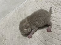 British shorthair yavruları