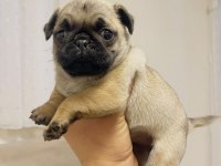 Dişi erkek pug mops