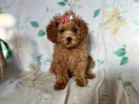 Toy poodle 3 aylık dişi
