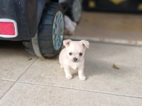 Uygun Puan Harika Anatomi 2 Aylık Chihuahua