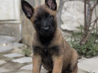 Üst Düzey Malinois Yavrularımız