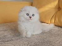 2.5 aylık anne baba şecereli british longhair yavrular