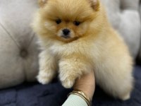 A kalite pomeranian bebekler