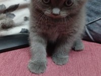 Bir Adet Erkek British Shorthair Bir Adet Dişi Longhair