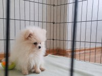 Minik Ayıcık Pomeranian Boo Orjinal Garantili