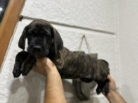 KOCA KAFA YAVRU CANE CORSO İSTEYENE
