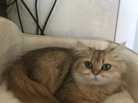 Güzel kız kedimiz yuvasını arıyor