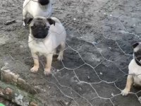 4 adet 3 aylık dişi pug