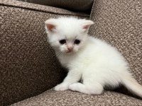 British shorthair bebekler
