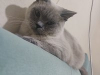 1 Yaşında british shorthair çiftleşme (eş aranıyor)