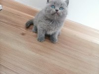 Çok tatlı çocuklarla arası çok iyi scottish fold