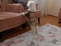7 aylık maltipoo aşıları tam çipi var temel eğitimi var
