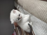 Son bir bayram şekeri british longhair