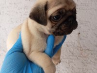 A KALİTE SIFIR BURUN GÜL KUYRUK PUG BEBEKLER
