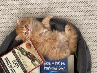 British shorthair yavrularımız