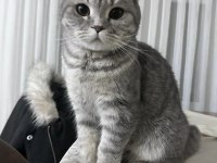 eğitimleri tam scottish fold
