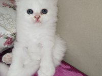 Şecereli scottish cins kediler