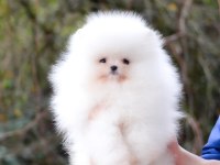 Pomeranian boo yavru köpekler sağlık garantili