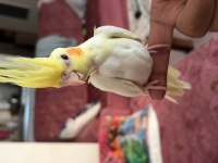 Lutino albino yavru sultan papağanı