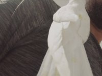 Acil satılık sultan papağanı