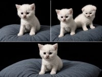 Scottish Fold Ve British Longhair Yavru