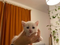 minik aile kedimiz