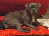 Blue Tan French Bulldog Kızım Yeni Yuvasını Arıyor