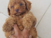 Irk garantili şecereli toy poodle yavruları