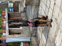 7 aylık erkek malinois belçika kurdu