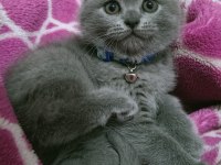 Top Kafa Ayı Surat Scottish Fold Oyuncu Bebeğimiz