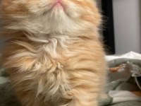 Şahane Güzellik Show Kalite British Longhair