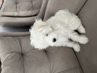 3 aylık yavru orijinal maltese terrier