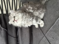 Tatlı british longhair bebeğimiz