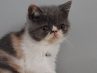 TÜM TÜRKİYE GENELİ GÖNDERİM MEVCUT KEDİMİZ