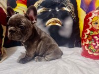 Blue erkek french bulldog bebekler yeni ailelerini arıyor
