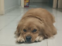 Golden retriever iyi niyetli birine sahiplensin