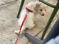3 Aylık Yavru Köpeğimiz