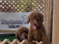MALTİPOO KÖPEĞİ YAVRULARI