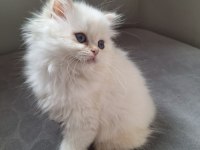British longhair by12 dişi