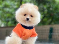 Pomeranian boo yavrumuza yuva arıyoruz