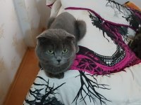 Safkan scottish fold kediler