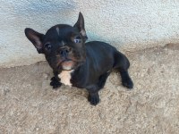 French bulldog yavrum