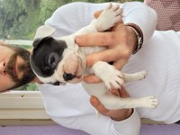 Safkan french bulldog yavruları